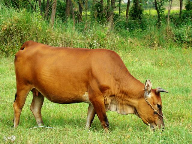 牛养殖前景怎么样?养5头黄牛一年赚多少钱?