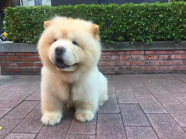 小熊|犬