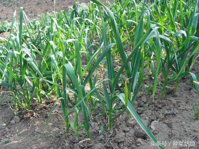 这几年大蒜价格实在是太贵了,于是有了这种疯