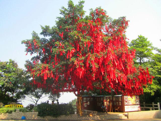 这是一棵非常灵验的许愿树,来写下你2018年的愿望吧,祝心想事成