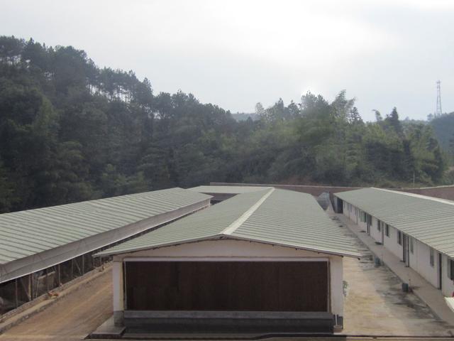建一个养殖1万只蛋鸡的养鸡场需要投资多少?