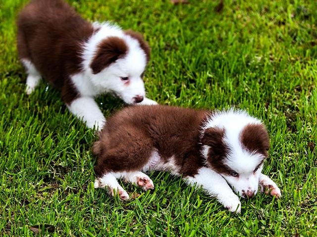 家里养宠物狗注意事项,养宠物狗用品