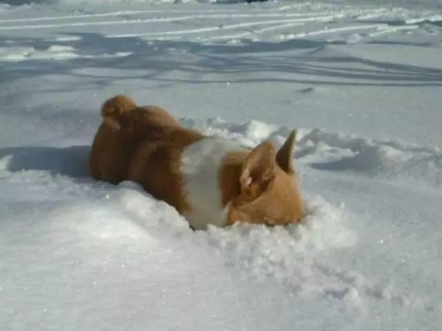 狗子们为什么那么喜欢雪?看看生活在东北雪地里的狗狗们就知道