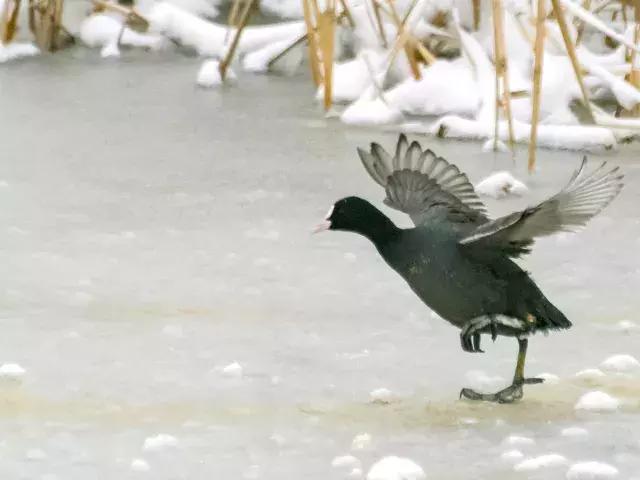 墨缘:厉害了!这些颜值正义的书法是在冬练三九