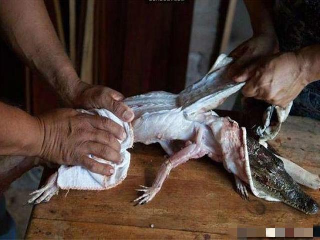 揭秘墨西哥人痴迷鳄鱼交易的秘密,活剥鳄鱼皮更是残忍