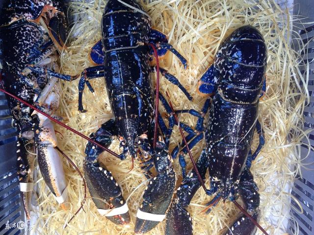 龙虾的血是什么颜色的呢?