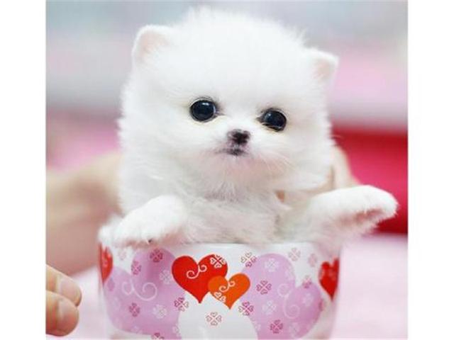 全世界最小的狗狗能有多小 茶杯犬 这一犬种