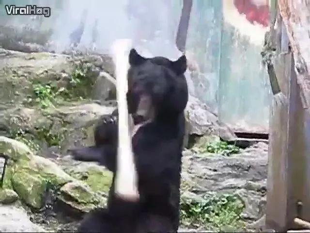 黑熊狂飙耍棍技巧,莫非是《西游记》里黑熊怪本尊