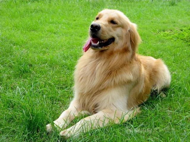 基犬,积罗素爹利,澳洲牧羊犬 二,二奶型 经典代表:博美 寿命