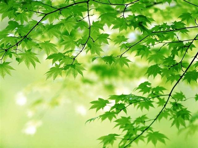 休闲美文美景，鲜花盛开伴心情