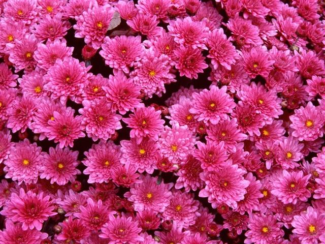 休闲美文美景，鲜花盛开伴心情