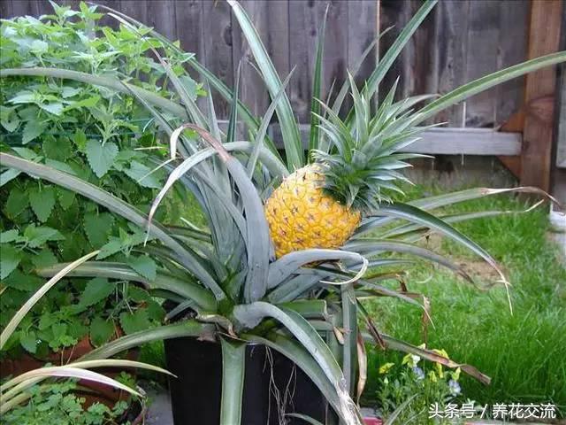 吃剩下的凤梨头,盆栽养了1年多终于结出金黄色