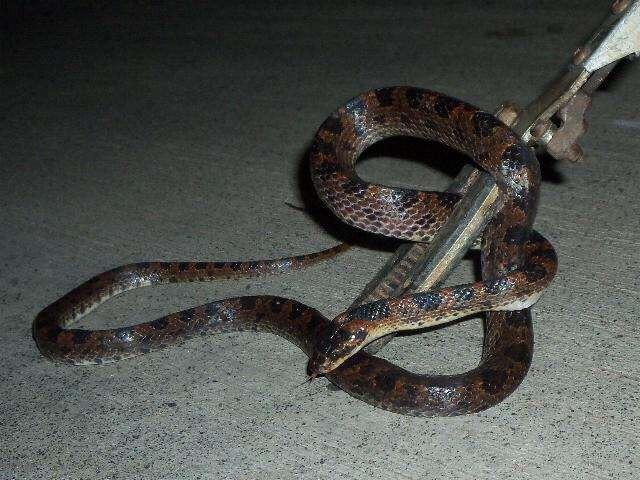 农村常见的“三种毒蛇”,因毒性太强,村民根本不敢招惹