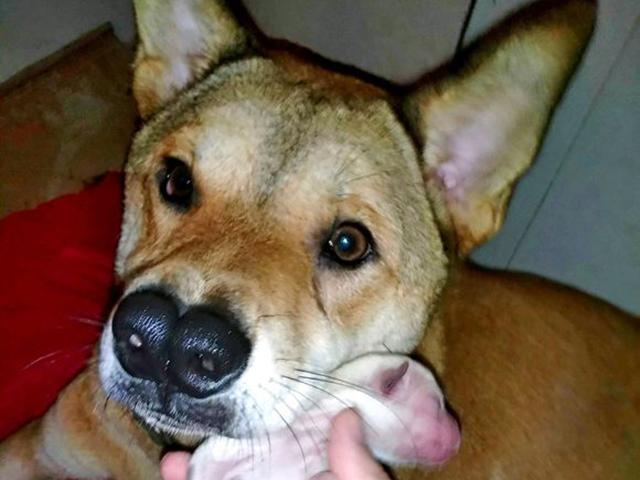 土狗因长两个鼻子被主人遗弃,新主人带回家如获至宝!