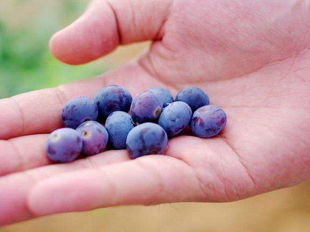 这种浆果之王叫蓝莓,但售价200一斤,根本吃不