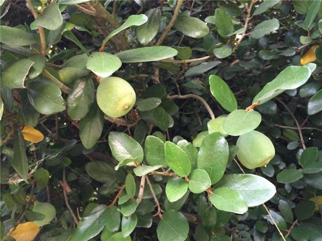 长在藤上的"无花果",还可以做木莲豆腐,有多少人见过?