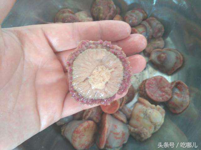 海葵又称作海腚干土话是屁股的意思这东西长相真是不敢恭维