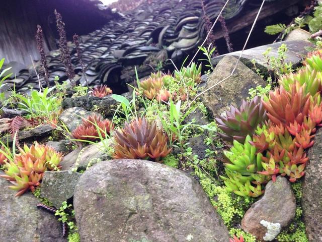 谁还买多肉?这几种多肉在农村泛滥都用来喂鸡