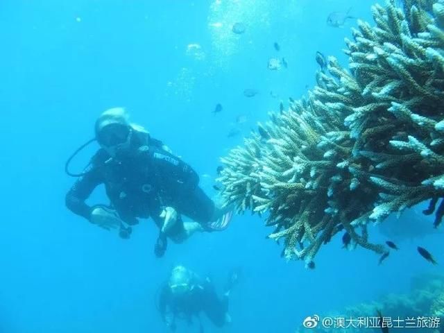 全世界真正的美人鱼哪里多?原来就在澳大利亚大堡礁!！