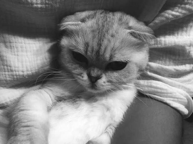 如果你知道了猫咪寿命是多少年, 会不会难过