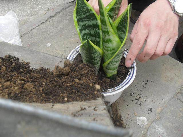 虎皮兰,这样养,长得比人还要高!家里有的不妨试一试!