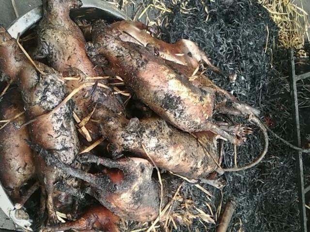 农村人的美食烤老鼠,我一直不敢相信这东西能吃,今天见识到了
