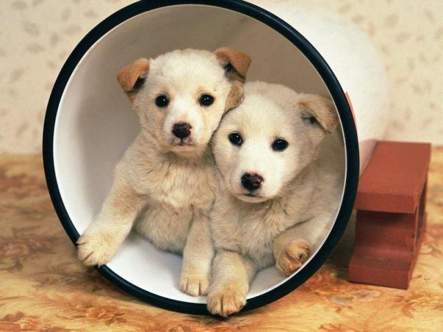 那些感人至深的动物间的友谊,原来一直存在于我们身边!