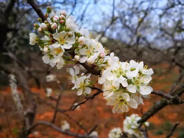 周末带你看周边十大名花, 广东23处赏花游推荐