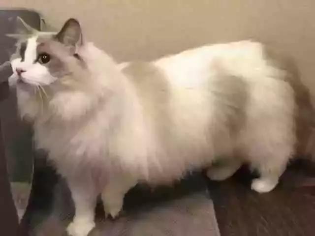 嫌布偶猫太活泼而弃养,新主人却说猫咪乖得像