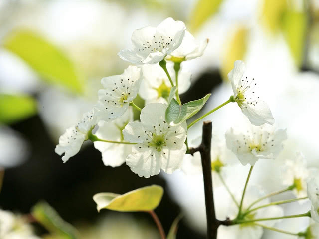 春天上海哪里可以赏花:上海春游赏花地图