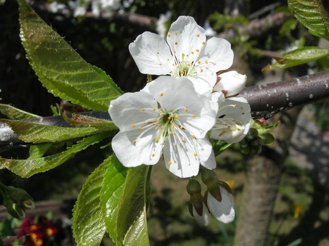 樱桃树栽培技术|大樱桃整形修剪需要特别注意