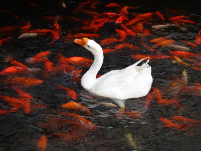 故事:没人敢吃的红鲤鱼,飞到了二十里外