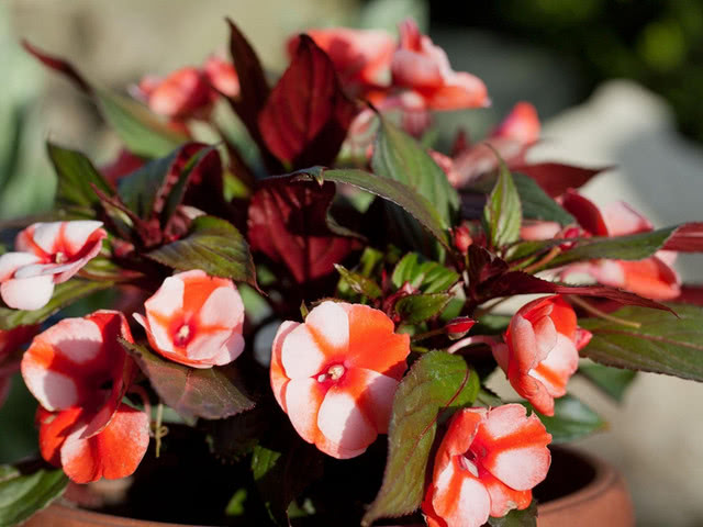 春天上海哪里可以赏花:上海春游赏花地图