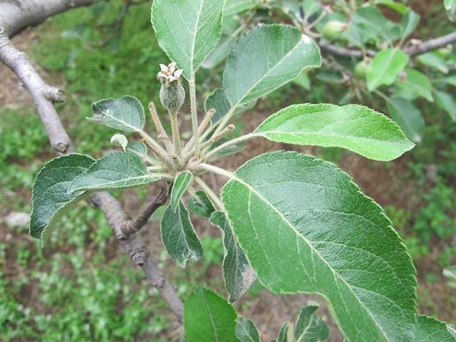 苹果树栽培技术采用目标产量法科学选留果