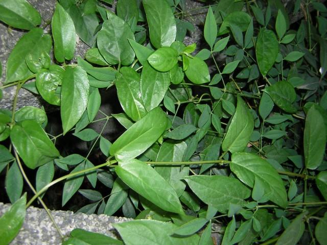 鸡屎藤味道虽然臭得象鸡屎一样,但有人一闻就
