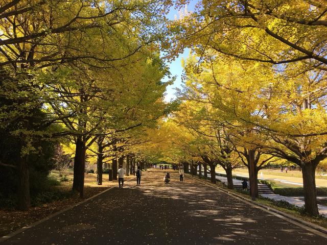 私房推荐,日本东京人气赏枫十大景点(上篇)