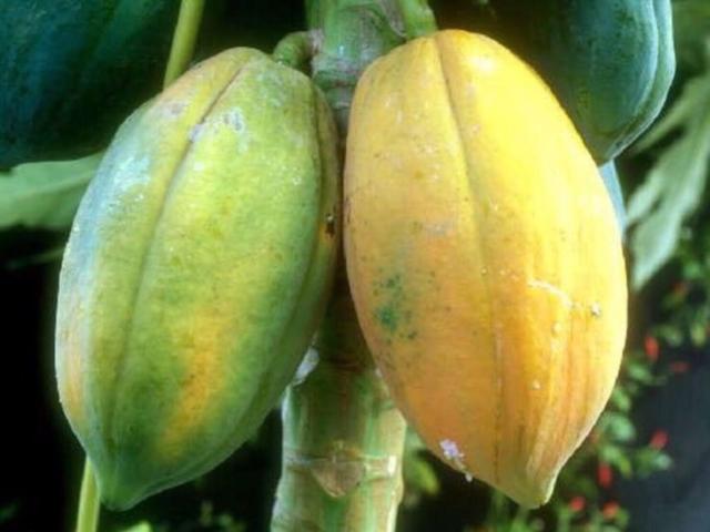 三亚到底好在哪里?为什么东北人四川人选择来