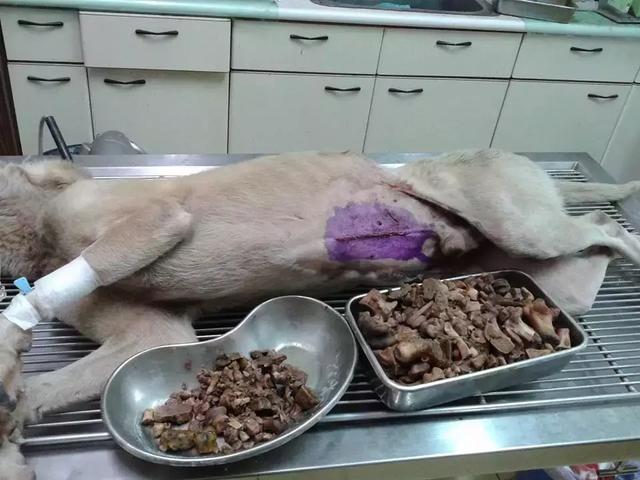 金毛吃骨头生病去医院,医生在胃里取出了3斤大
