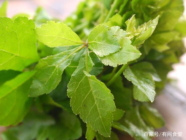 能当菜吃的中药,被称为黄金草的刺五加,常吃延年益寿