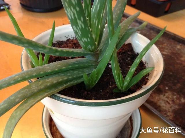 春天一到, 家里芦荟要换盆