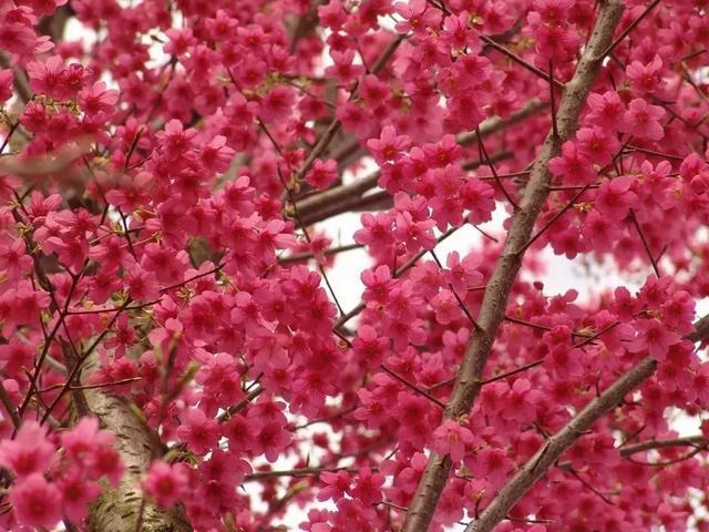 今年植树节, 中国红樱花树苗免费送, 快来领