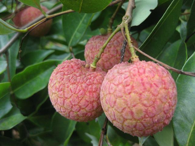 清朝皇帝往京城里运荔枝, 竟用这样的妙招, 一般