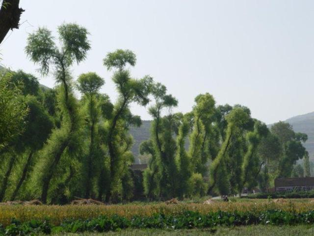 此将军打仗有一个规矩, 士兵走到哪就要在哪播