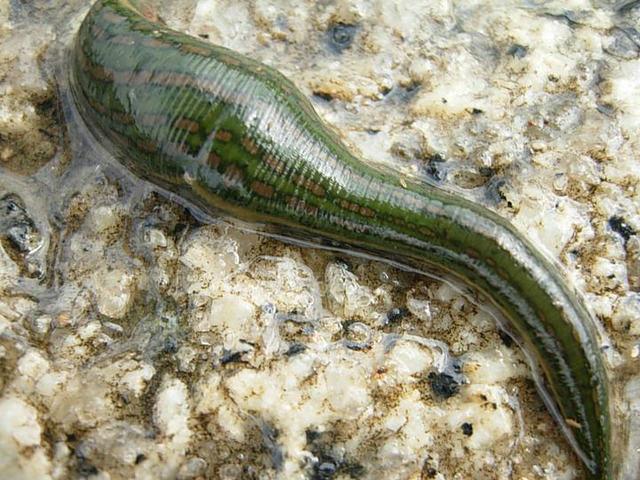 水蛭素的作用与功效有哪些？