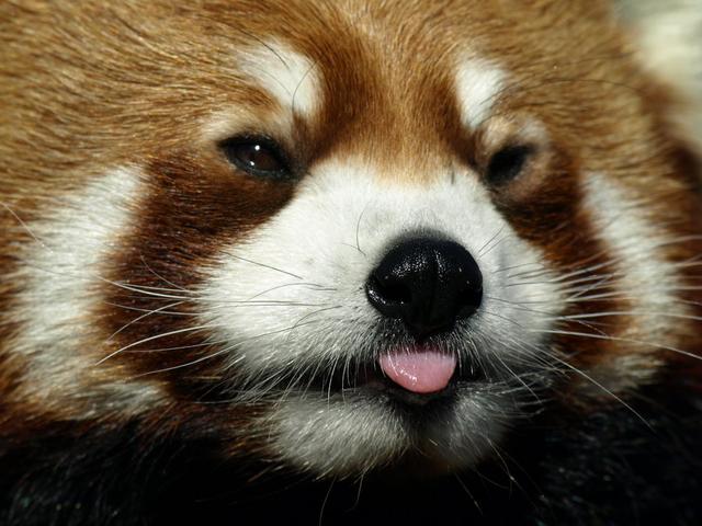 小熊猫太可爱啦,喜欢在树上蜷成球睡觉,还爱吐舌头卖萌!