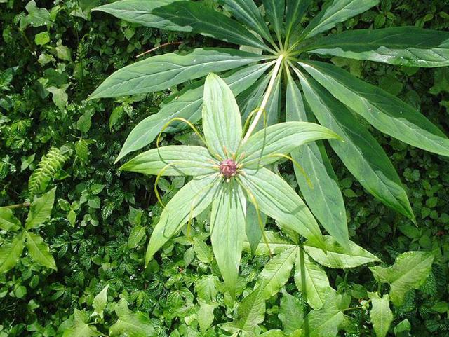 荨麻疹难受?一植物,治荨麻疹的特效药,一治一