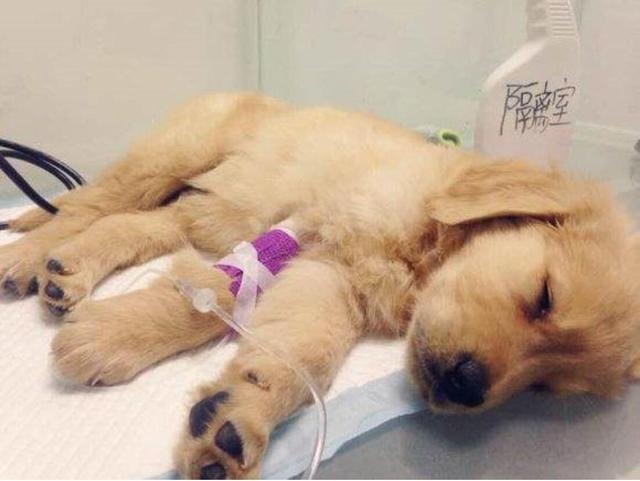 狗狗输液后死亡,女主人在防疫站做了一件事,给