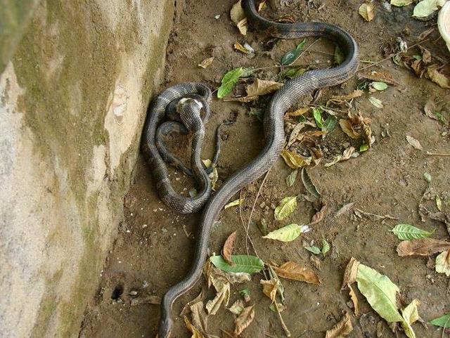 成语农什么蛇_成语故事图片