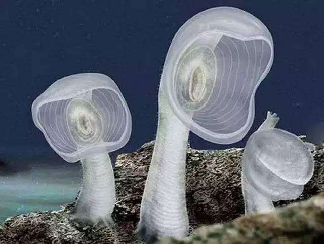 十种人类一直不愿相信它们真实存在的奇特生物! 看的我头皮发麻