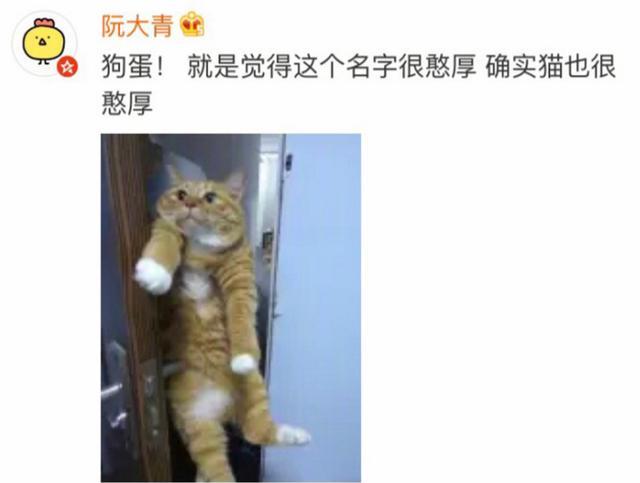 你家猫咪叫什么名字?叫狗蛋的最多,最牛的还是